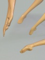 Форма ног коллекционного тела