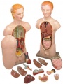 Анатомическая кукла, 20 век, США.